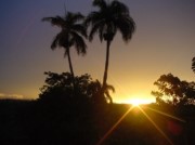 Sonnenuntergang hinter Palmen